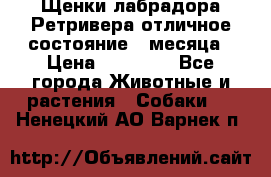Щенки лабрадора Ретривера отличное состояние 2 месяца › Цена ­ 30 000 - Все города Животные и растения » Собаки   . Ненецкий АО,Варнек п.
